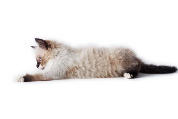 A kitten on a white background — Stock Photo, Image