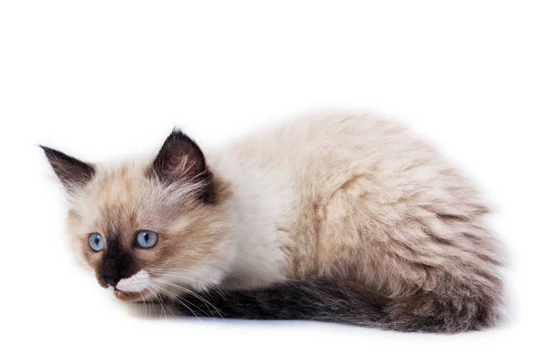 Котёнок на белом фоне — стоковое фото
