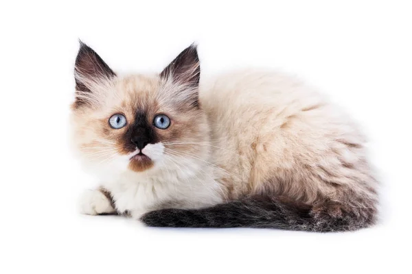 beyaz zemin üzerinde bir yavru kedi