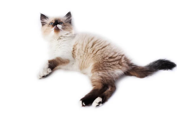 Котёнок на белом фоне — стоковое фото