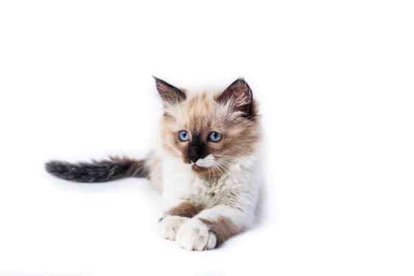 beyaz zemin üzerinde bir yavru kedi