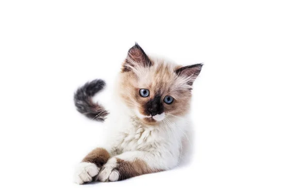 beyaz zemin üzerinde bir yavru kedi