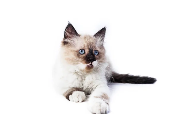 beyaz zemin üzerinde bir yavru kedi