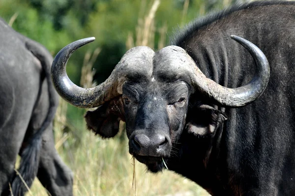 Buffalo. Kruger National Park — Stock Photo, Image