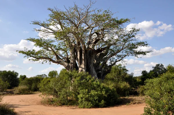 Baobab in south africa — Stock Photo, Image
