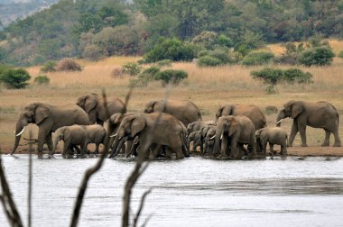 Filler. Güney Afrika