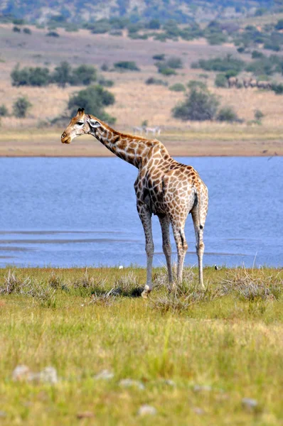 Girafa. África do Sul — Fotografia de Stock