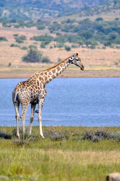 Жираф. Южная Африка — стоковое фото