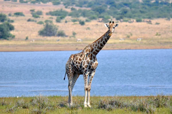 Girafa. África do Sul — Fotografia de Stock