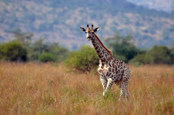 Jirafa. Sudafrica — Foto de Stock