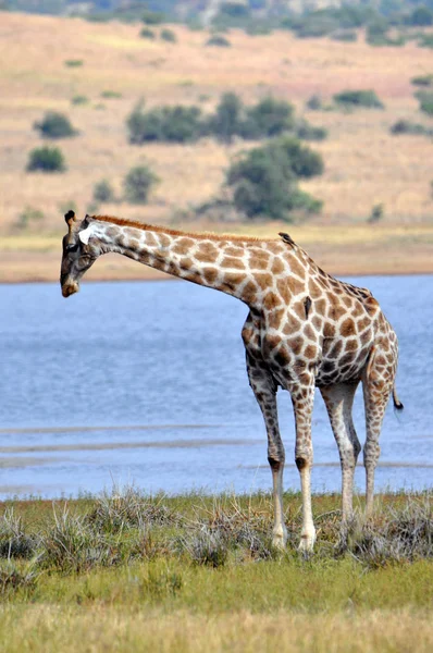 Giraffe. Südafrika — Stockfoto