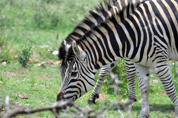 Zebra.Pilanesberg Milli Parkı — Stok fotoğraf