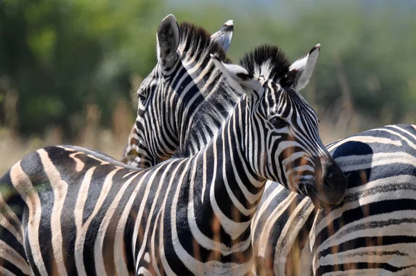Zebra.Pilanesberg 国立公園 — ストック写真