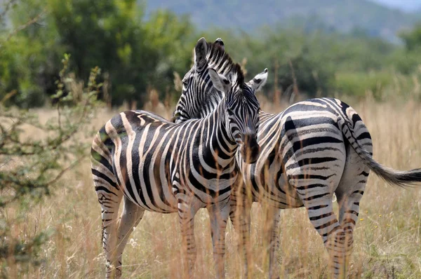 Parque Nacional Zebra.Pilanesberg Imagem De Stock