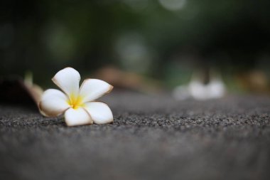Frangipani. Gri taş üzerinde beyaz egzotik tropik çiçek. Tayland, Asya.