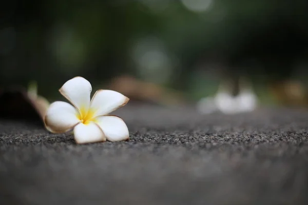 Frangipani. White exotic tropical flower on grey stone. Thailand, Asia.