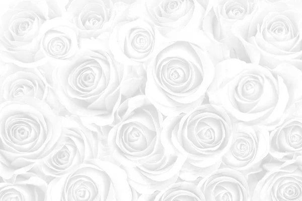 Fundo floral branco — Fotografia de Stock