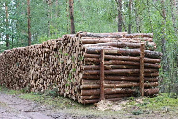 Cut tree logs stack — Stock Photo, Image