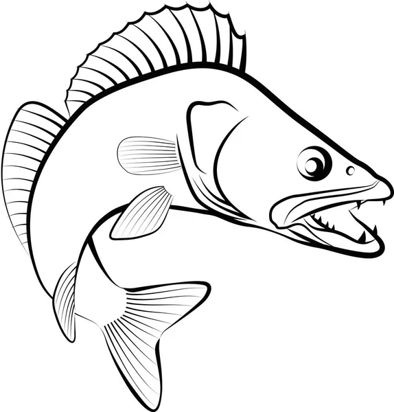 Zander - vector illustration — Stock Illustration Zander - vector illustration Royalty Free Stock Illustrations