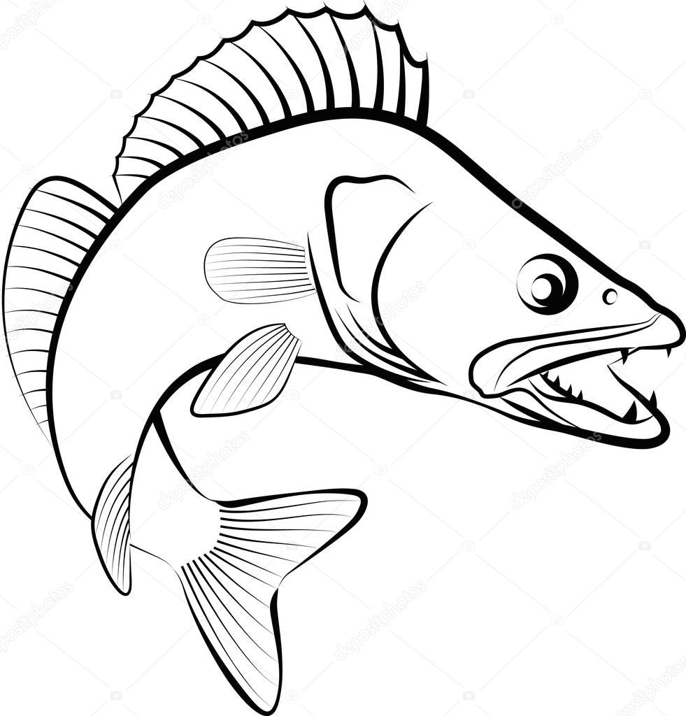 Zander fish - clip art illustration