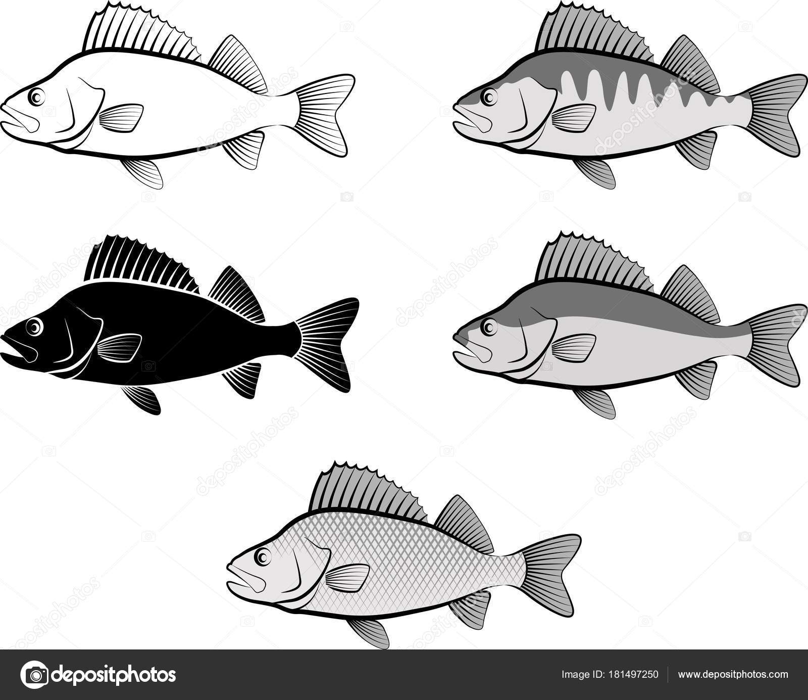 Download Silhouette Perch Fish Line Art — Stock Vector © mtmmarek #181497250