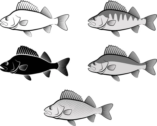 Silueta Okoun Říční Ryby Čárové Grafiky — Stockový vektor