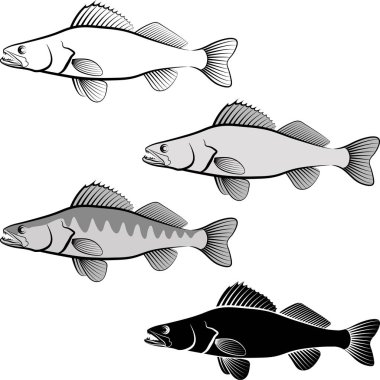 clip art illustration of zander fish and line art clipart