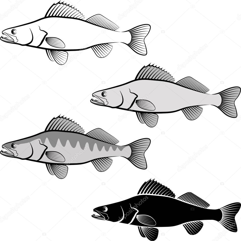 Clip art illustration of zander fish and line art