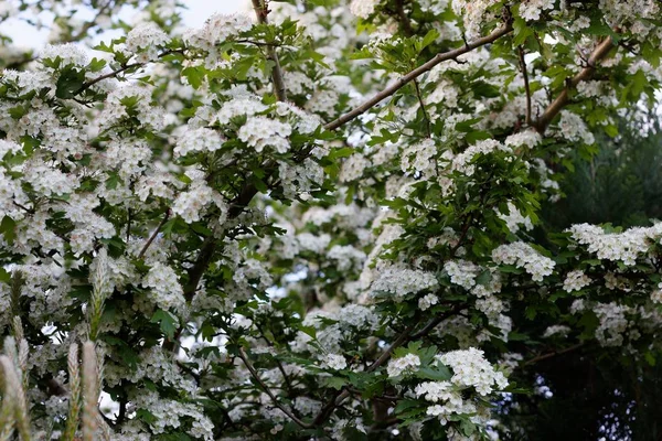 Spiraea Thunbergii — Stock Photo, Image