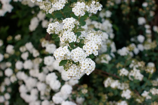 Spiraea Thunbergii — стокове фото