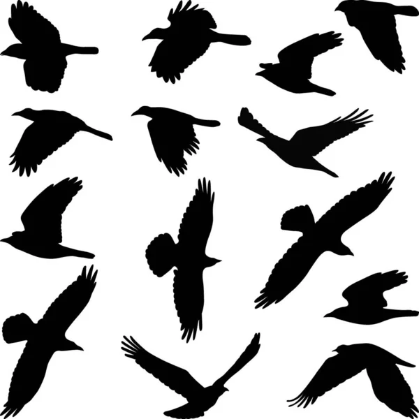 Siluety ptáků — Stockový vektor