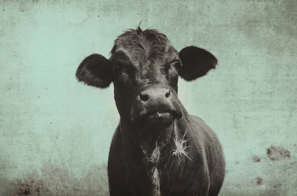 Black Angus Cow against grunge sky background, artistic style farm image. — Stock Photo, Image