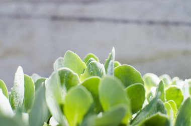 Bahar güneşi altında yeşil flora closeup