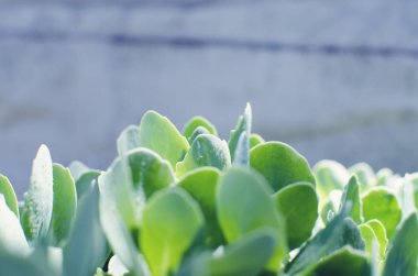 Bahçe gösterir yan görünüm etli çiçek dolu yakın çekim.