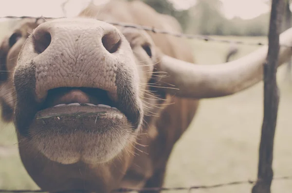 Longhorn nez de vache à la ferme — Photo