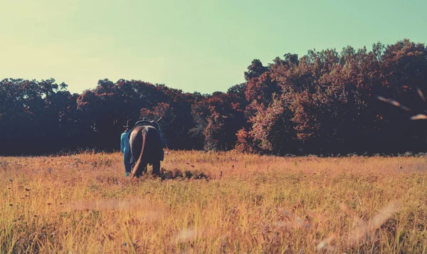 牧場の中にフィールドを歩く馬を騎乗位秋のシーズン — ストック写真