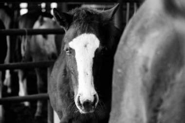 Young colt hiding behind horse in black and white, looking at camera with blue eye.