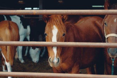 Group of young quarter horses behind fence looking at camera closeup.