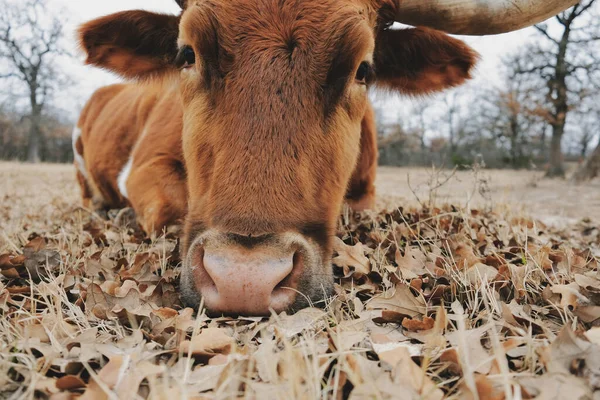Gros Portrait Vache Fatiguée Montre Texas Longhorn Génisse Laïque Dans — Photo
