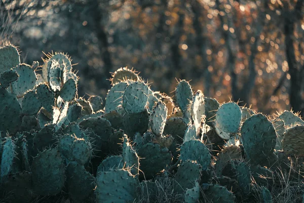 Large Prickly Pear Cactus Plant Native Texas Environment Closeup — ストック写真