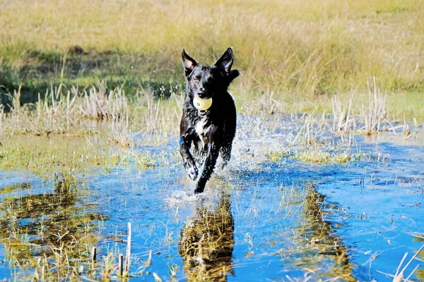 Μαύρο Σκυλί Μπάλα Τρέχει Μέσα Από Νερό Εξωτερικούς Χώρους Ενεργό — Φωτογραφία Αρχείου