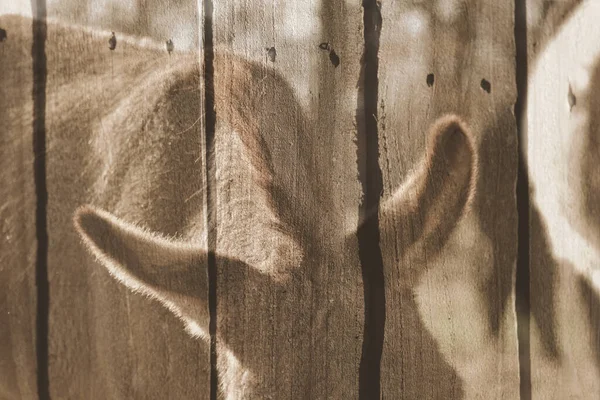 Подвійне Експонування Мініатюрного Осла Дерев Яному Паркані — стокове фото