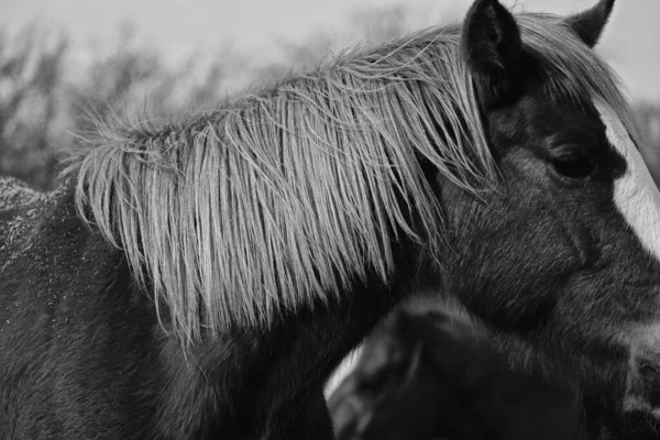 Closeup Profile View Mare Horse Flaxen Mane Rustic Black White — Stock Photo, Image