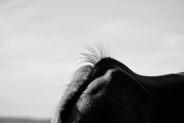 Horse Mane Sticking Withers Rural Sky Background Black White Farm — Stock Photo, Image