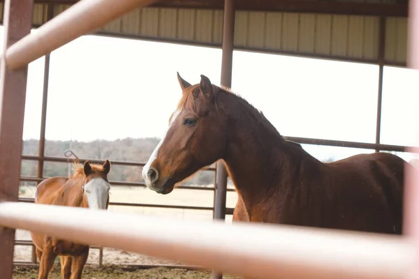 Mares Granero Muestra Profundidad Campo Con Cerca Primer Plano Caballos —  Fotos de Stock