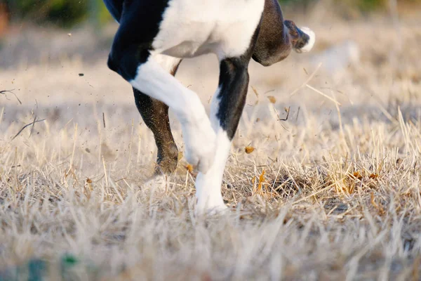 Σκύλος Πόδια Κλοτσιές Βρωμιά Από Γρασίδι Closeup — Φωτογραφία Αρχείου