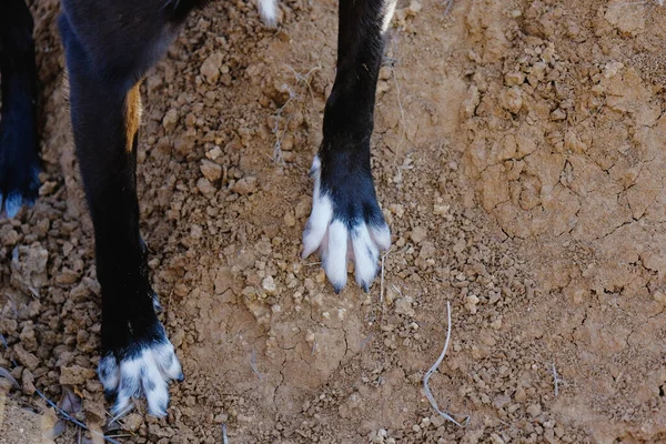 Dog Paws Sliding Dirt Outdoors Active Pet Copy Space Horizontal — Stock Photo, Image