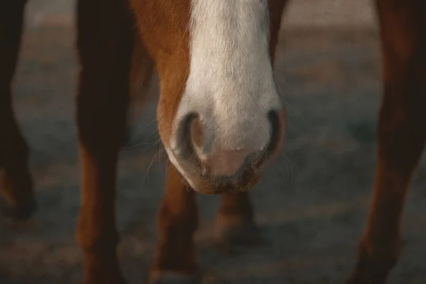 Koncepcja Konia Rustykalnego Ogniem Zbliżeniu Nosa — Zdjęcie stockowe