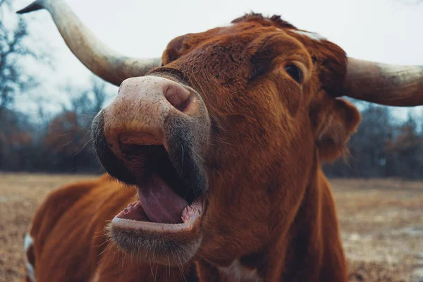 Bâillement Vache Longhorn Ferme Gros Plan Somnolent Concept Fatigué — Photo