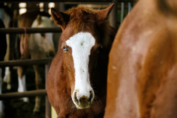 Jong Veulen Paard Met Blauw Oog Kijken Naar Camera Closeup — Stockfoto
